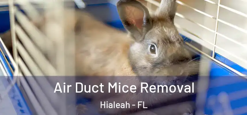  Air Duct Mice Removal Hialeah - FL